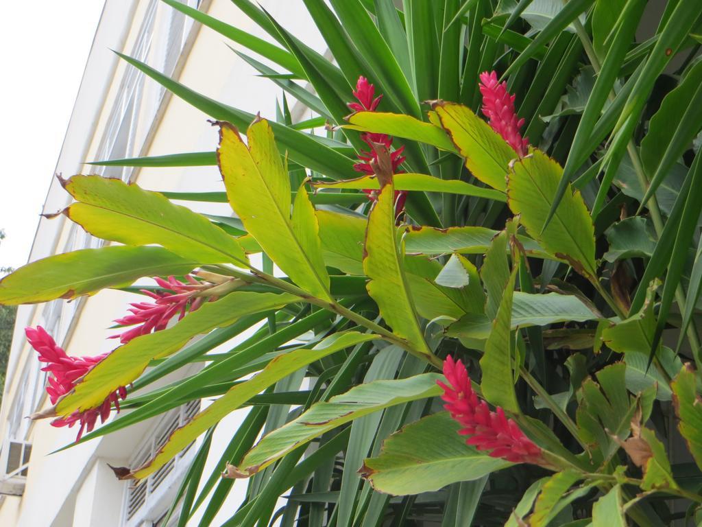 Nature Paradise Boutique Hotel Rio de Janeiro Room photo