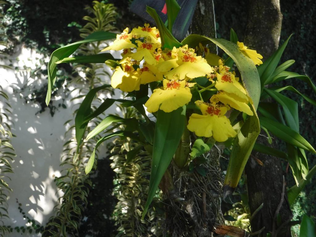 Nature Paradise Boutique Hotel Rio de Janeiro Exterior photo